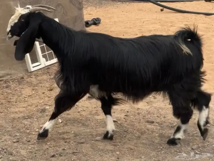 للبيع عنز عارضيه 0