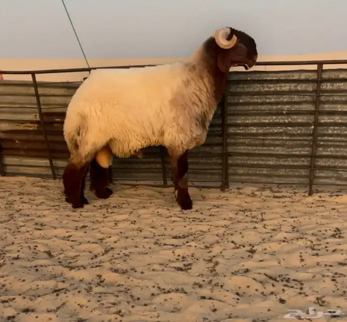 جذع صنف فاخر 1