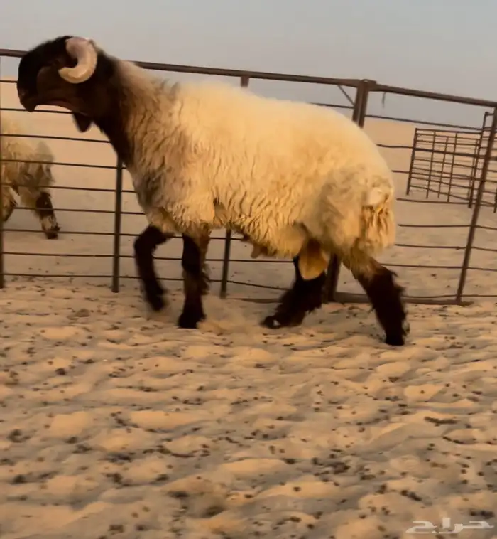 جذع صنف فاخر 0