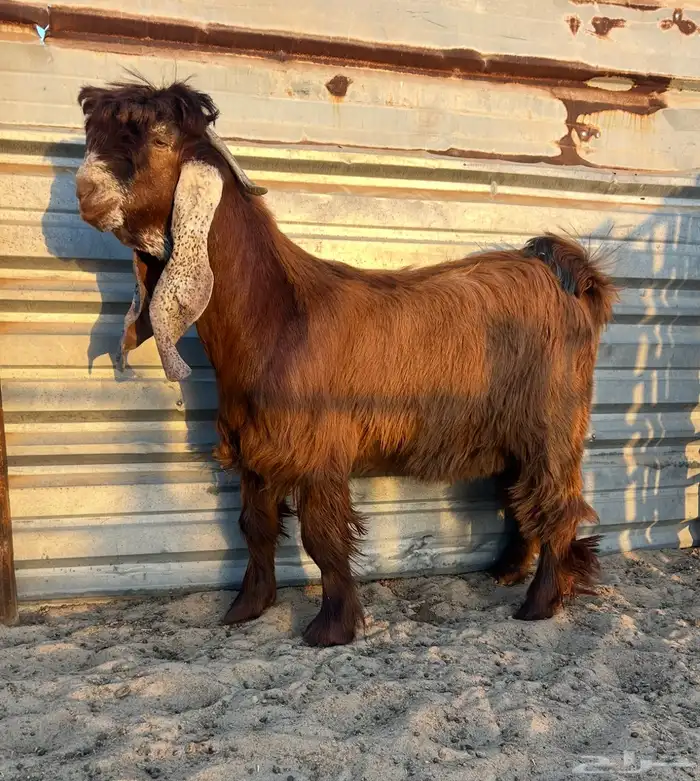 صخل عارضي ملاوين فاخر 1