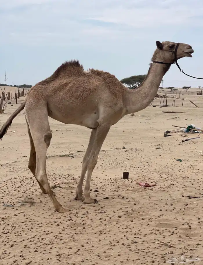 للبيع بكر شكل وسلاله 2