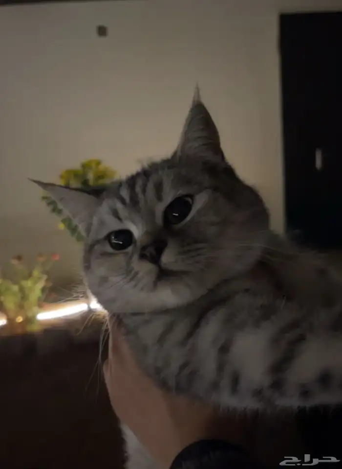 قطه شيرازي انثى (للبيع) 0