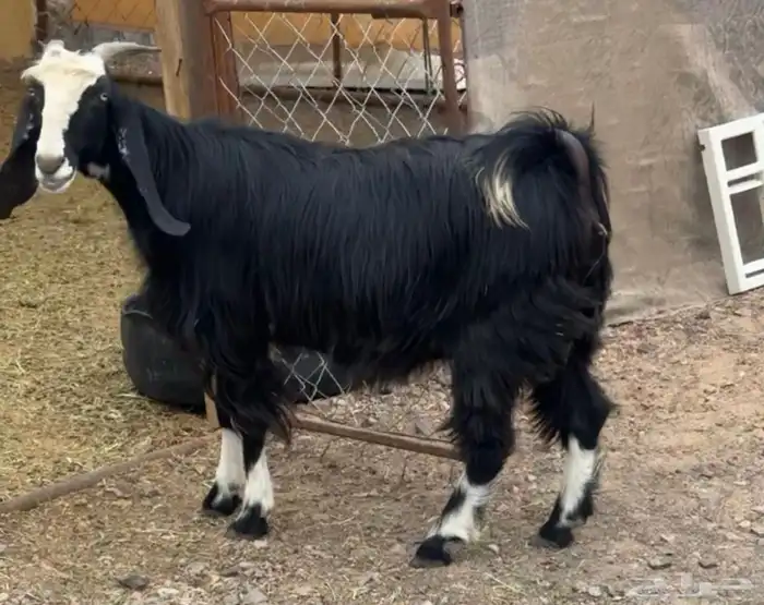 للبيع عنز عارضيه 2