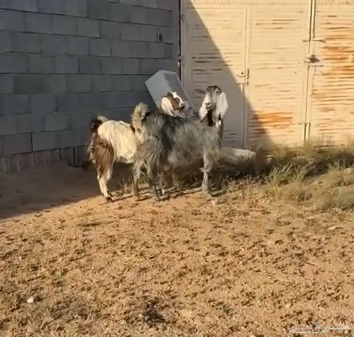 عنز دافع بثنين جبره وطيبه جدا منوة القناي 3