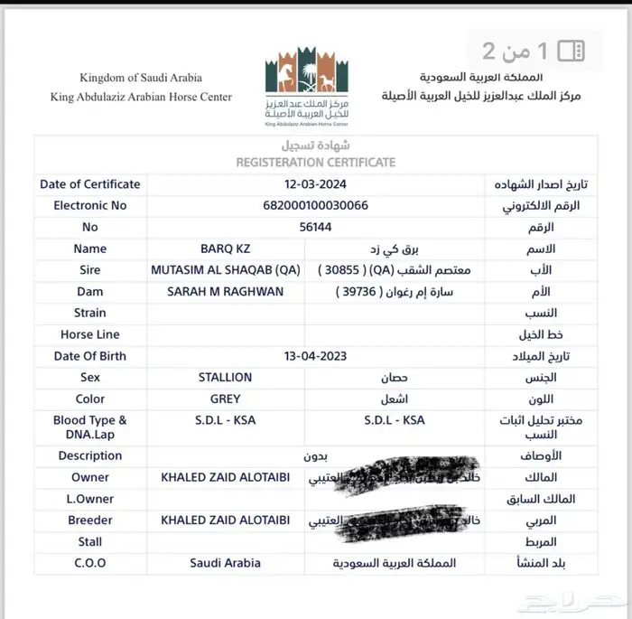 خيل حصان عربي اصيل صغير وخط جمال 3