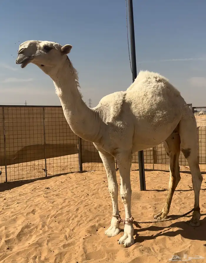 قعود فاخر تمامي وعلى الشرط 0