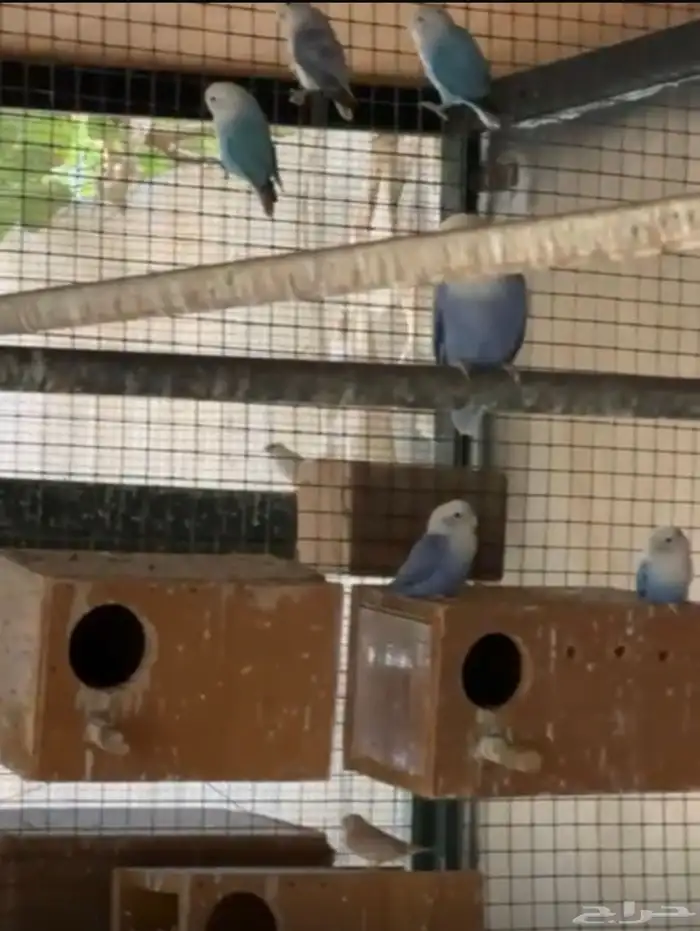 روز منتجين للبيع 2