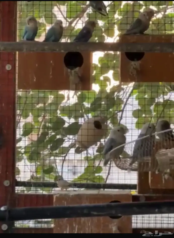 روز منتجين للبيع 0