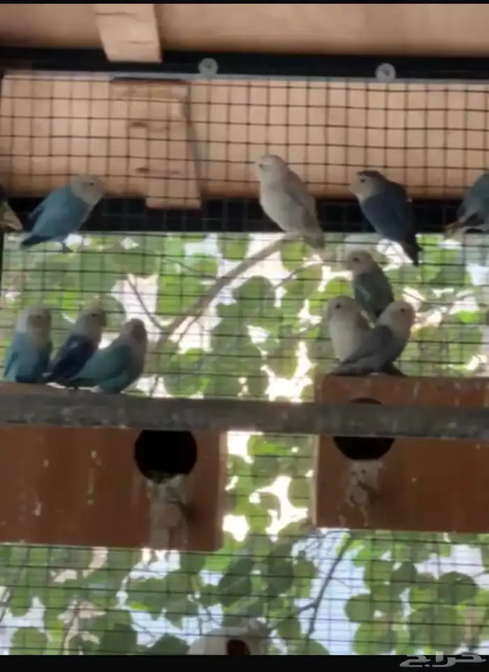 روز منتجين للبيع 3