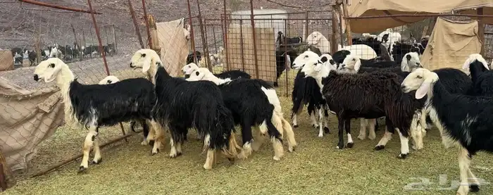 الرخال النجد الفاخره والمراح 3