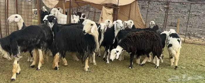 الرخال النجد الفاخره والمراح 1