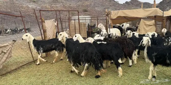 الرخال النجد الفاخره والمراح 4