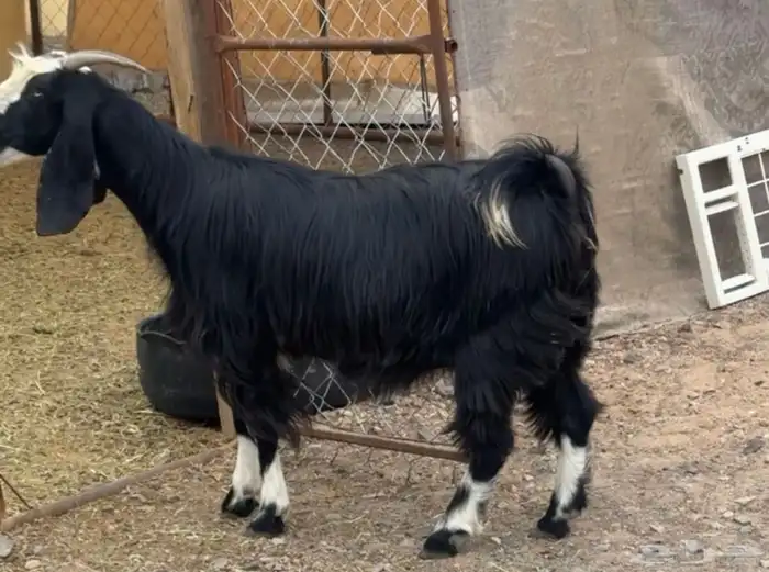 للبيع عنز عارضيه 1