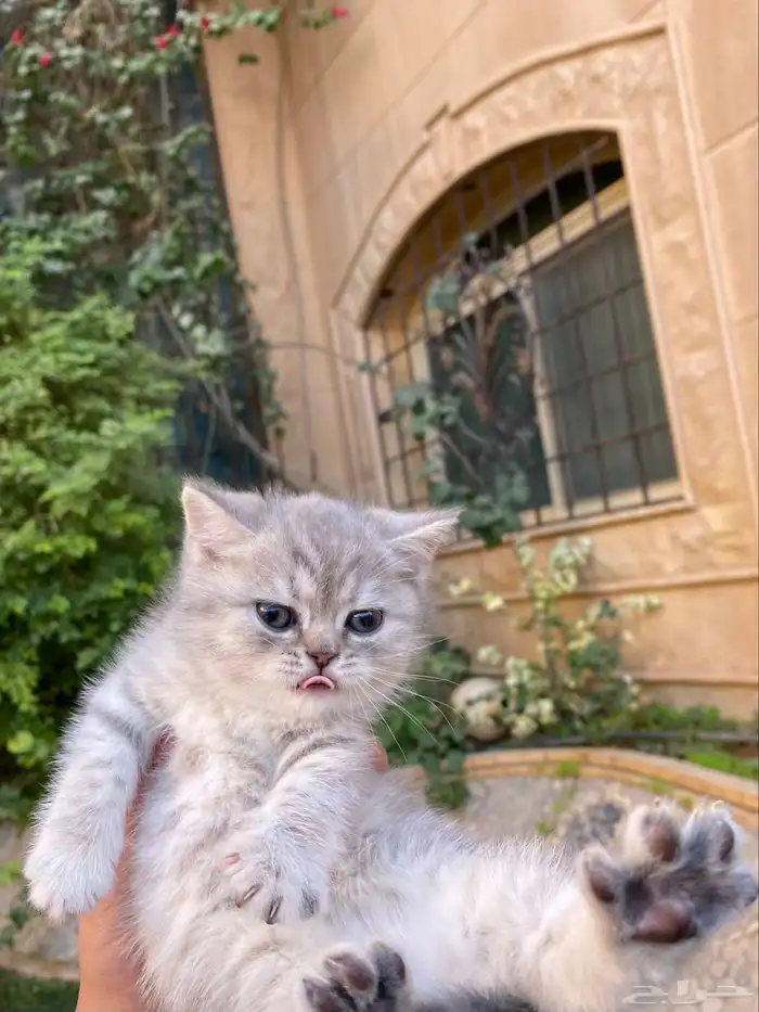 سكوتش فولد بيور مطعمين مدربين للبيع ولايوجد تبني 9