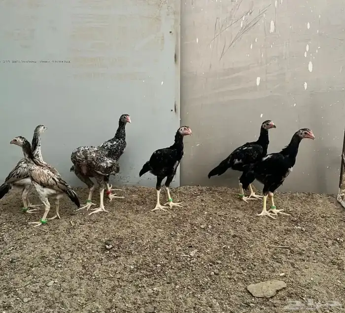 فروخ شامو ياباني 0