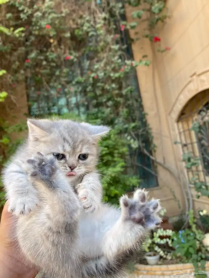 سكوتش فولد بيور مطعمين مدربين للبيع ولايوجد تبني 27