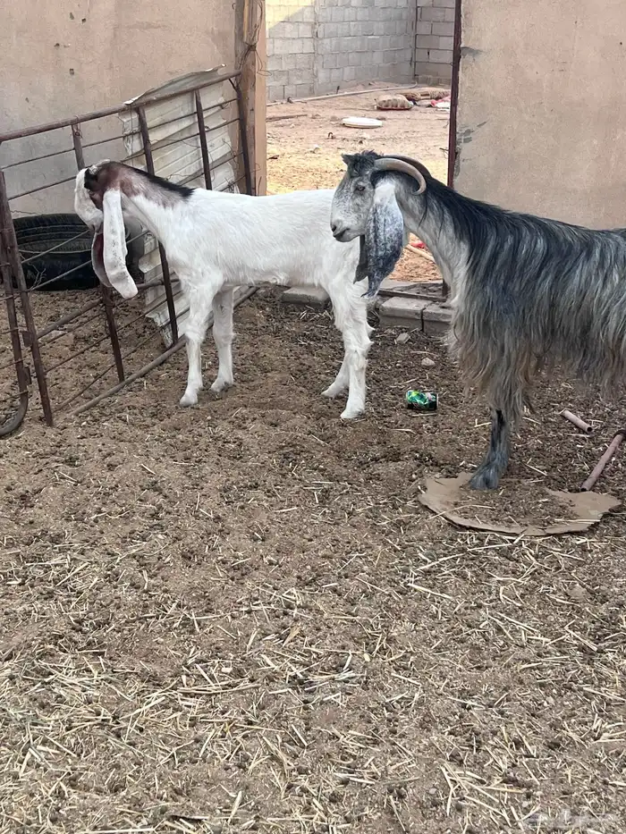 عنز سديس وجفر مطوره 0