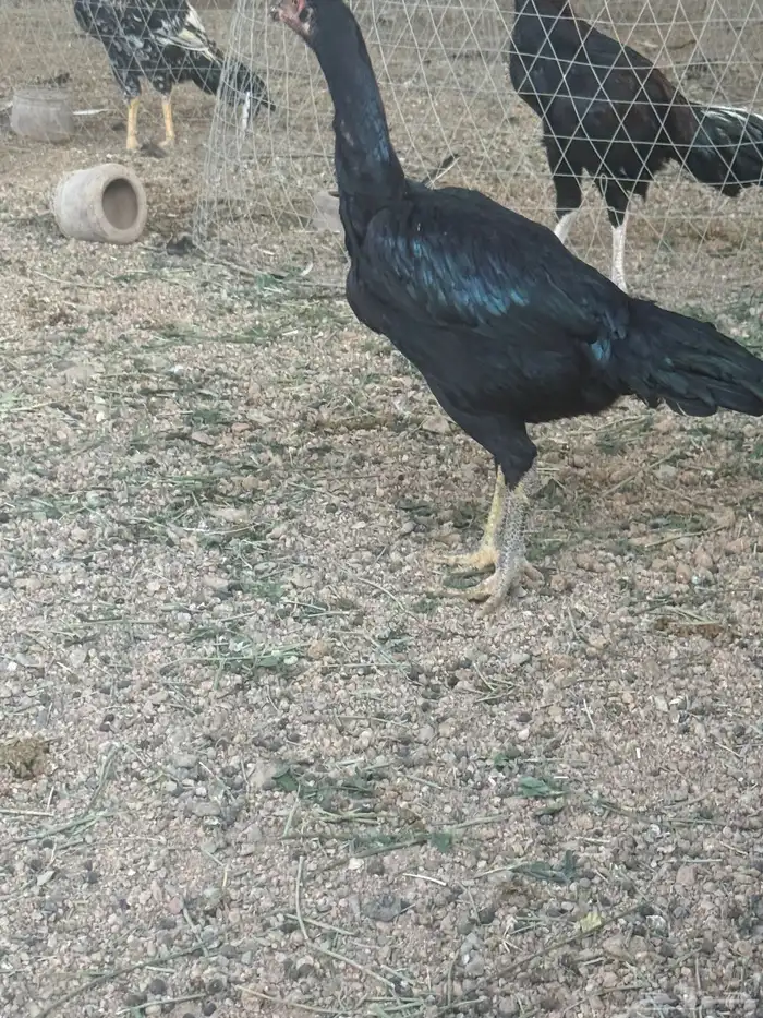 دجاجه سنديه 6