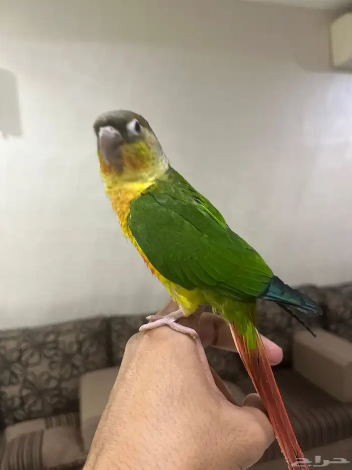 للبيع كنيور أليف 1