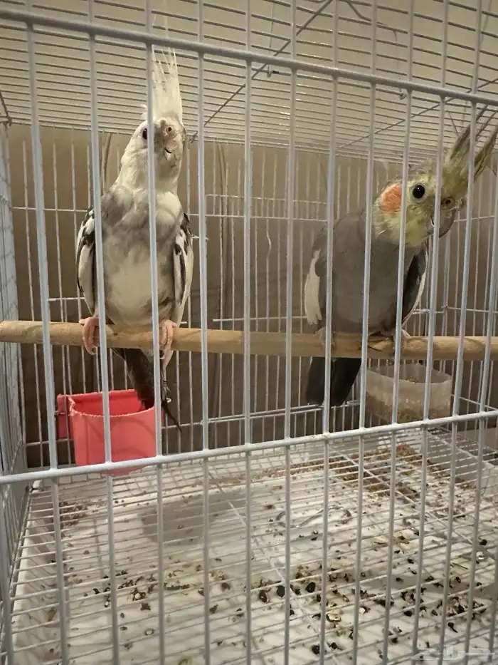 طيور كروان 0