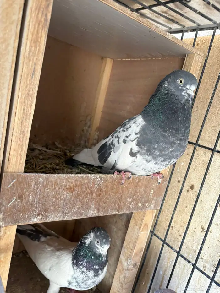 حمام باكستاني تيدي قولدن لاكا كواسير . 5 اجواز 6