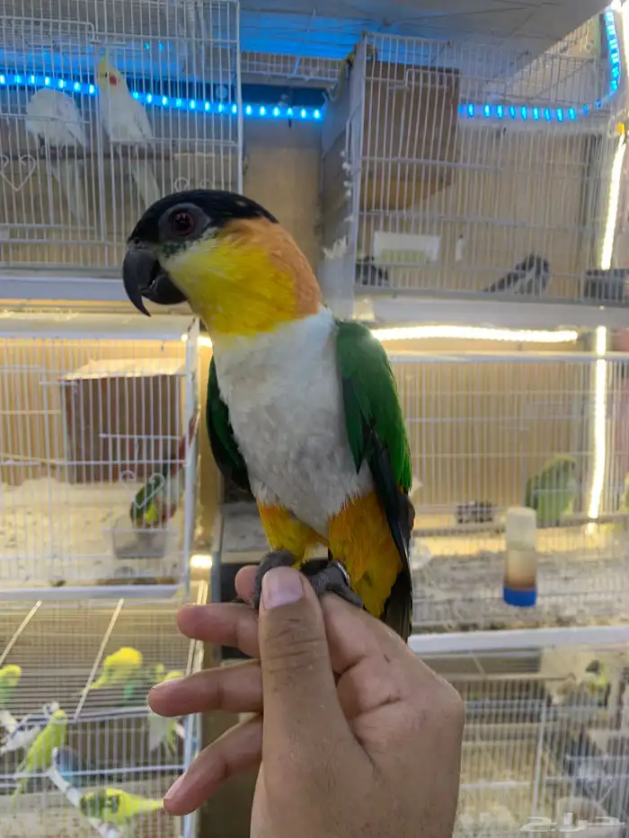للبيع ببغاء كايك اليف 3