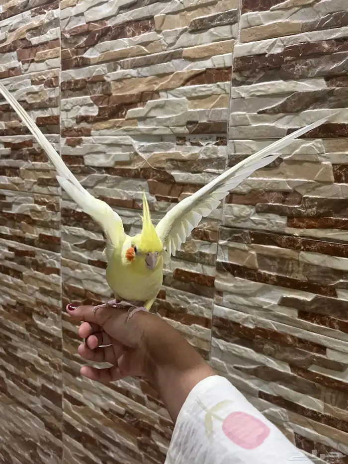 طير كروان للبيع مستعجل 2