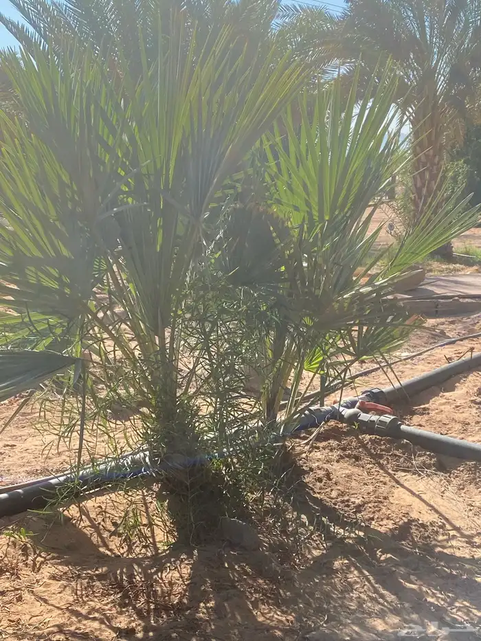 نخل واشنطني 1