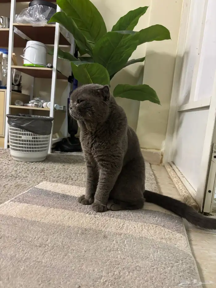 قط  سكوتش للتزاوج 1