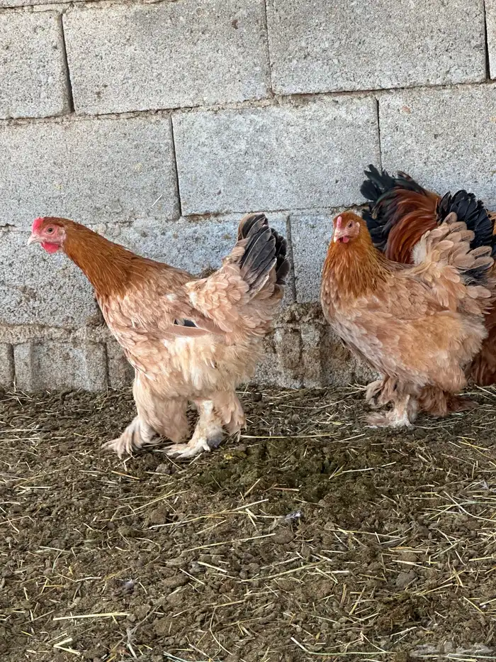 دجاج براهما وكوشن 5