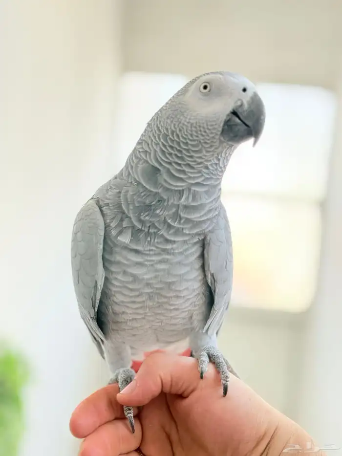 ببغاء كاسكو اليف ولعوب ومتكلم 0