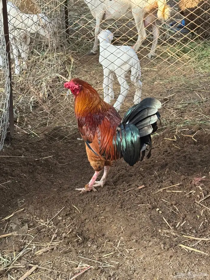 ديوك للبيع 1