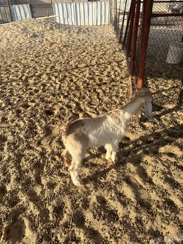 للبيع تيس وطلي كفو شحم ظهر وطرف 0