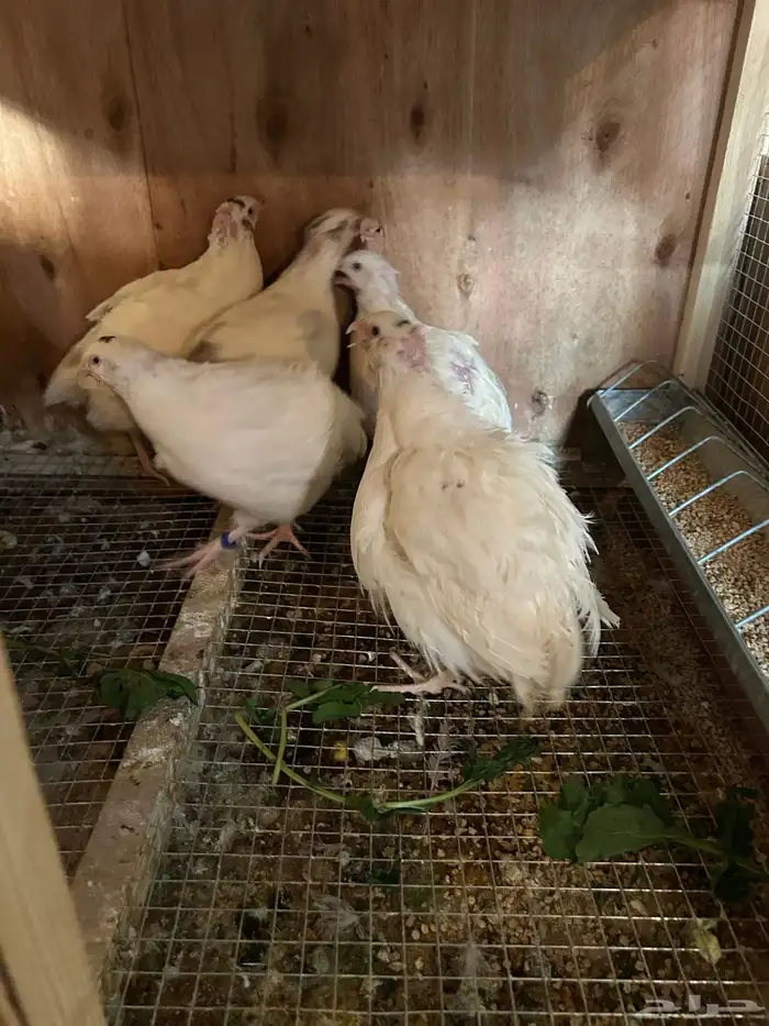 صوص سمان تكساس تم البيع تم البيع 6