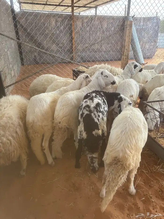 سواكن مرابي 1