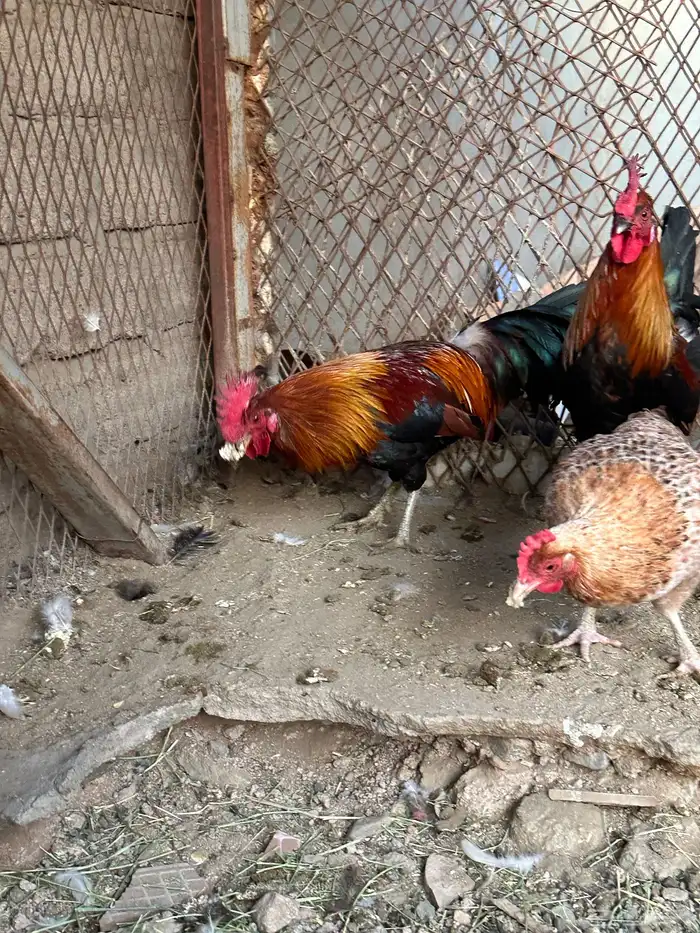 ديوك ترثه 12