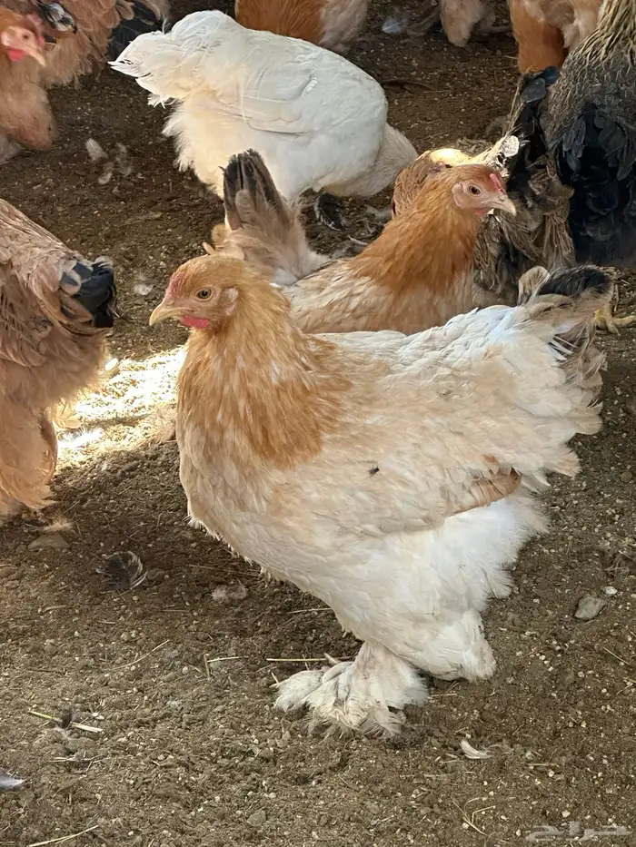 دجاج براهما وكوشن 0