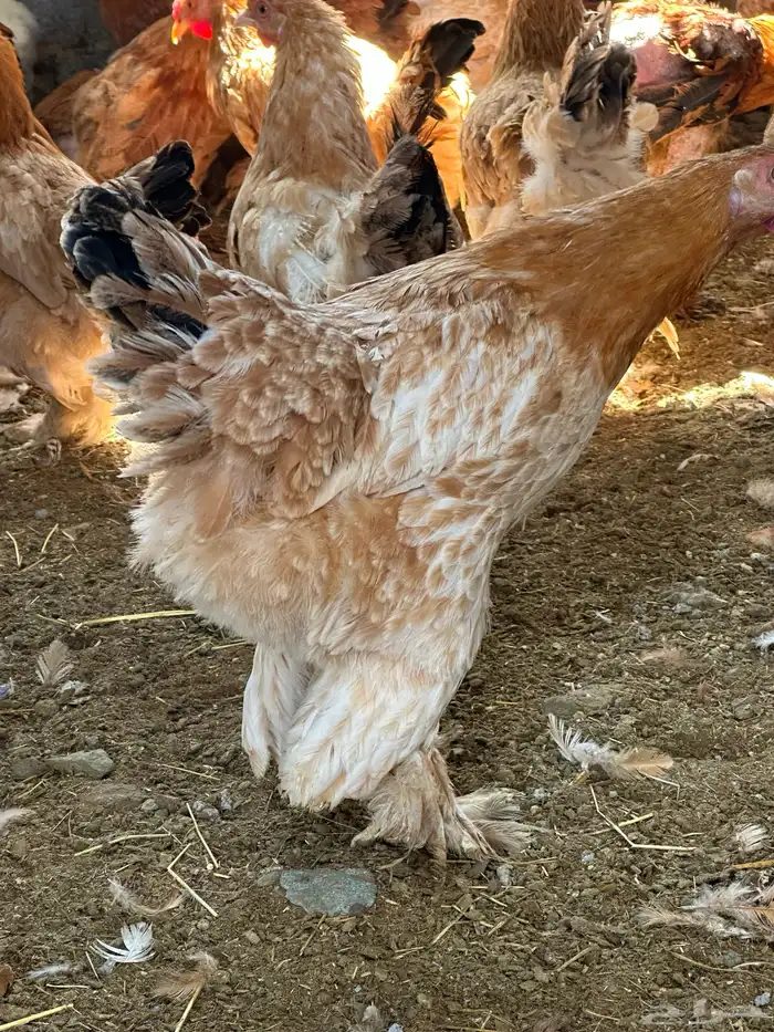 دجاج براهما وكوشن 1