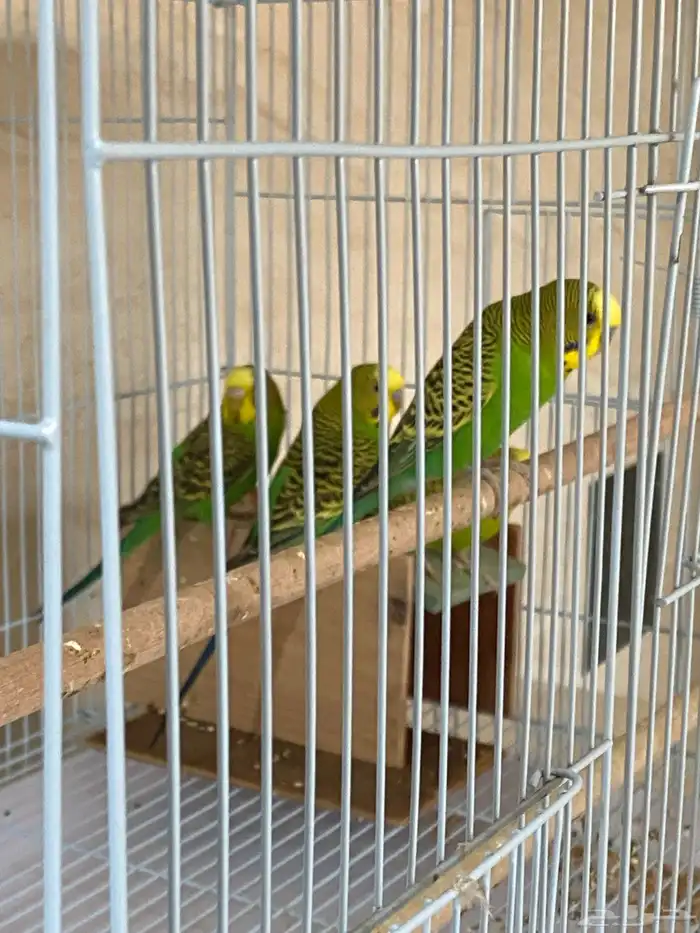 عصفور الحب 4 عصافير 0