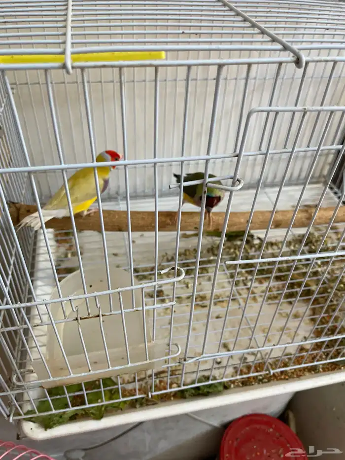 طيور قولدن فينش روز بادجي 0