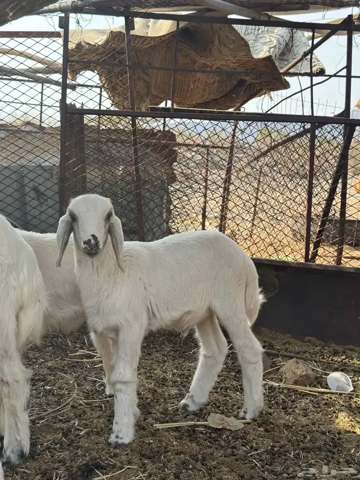 طلي حري ثني تومي 3 5