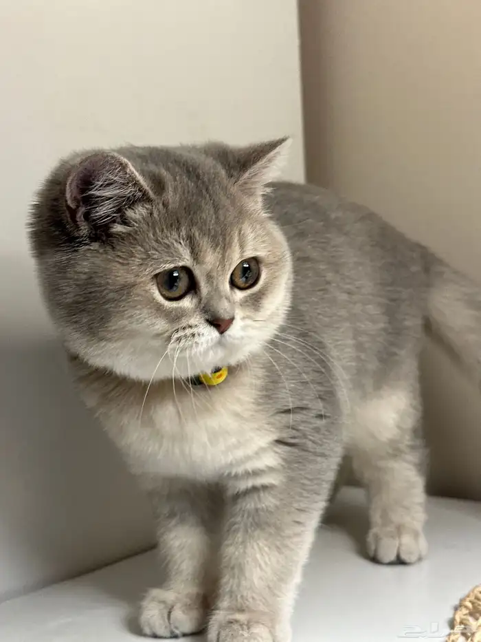 للبيع قطط سكوتش ستريت - بريتش مكس 3