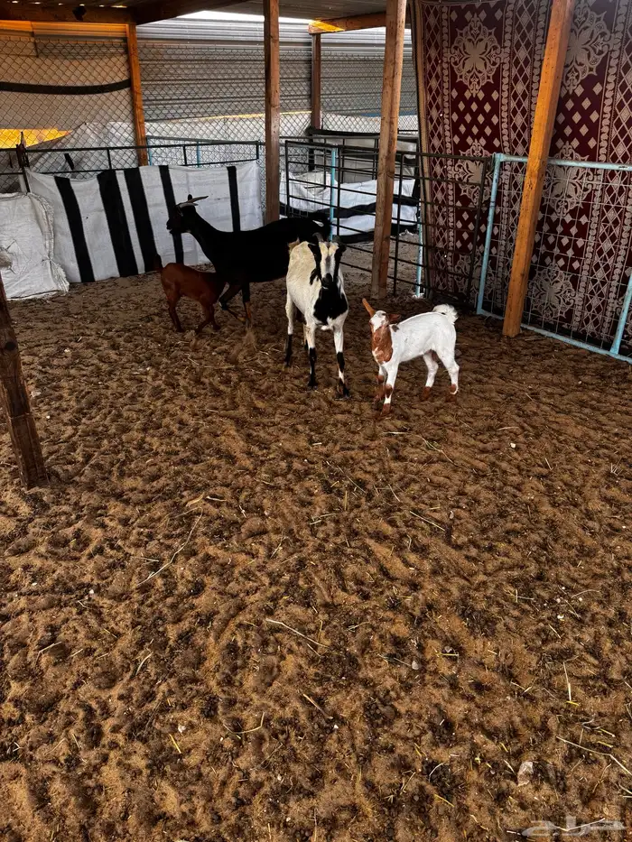 معزا جنوبيات ثنتين معها ثنين صافات شبب 2