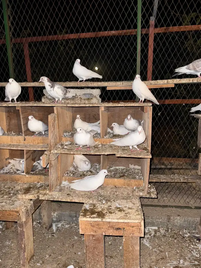 حمام مكاوي سلالة طيبة 1