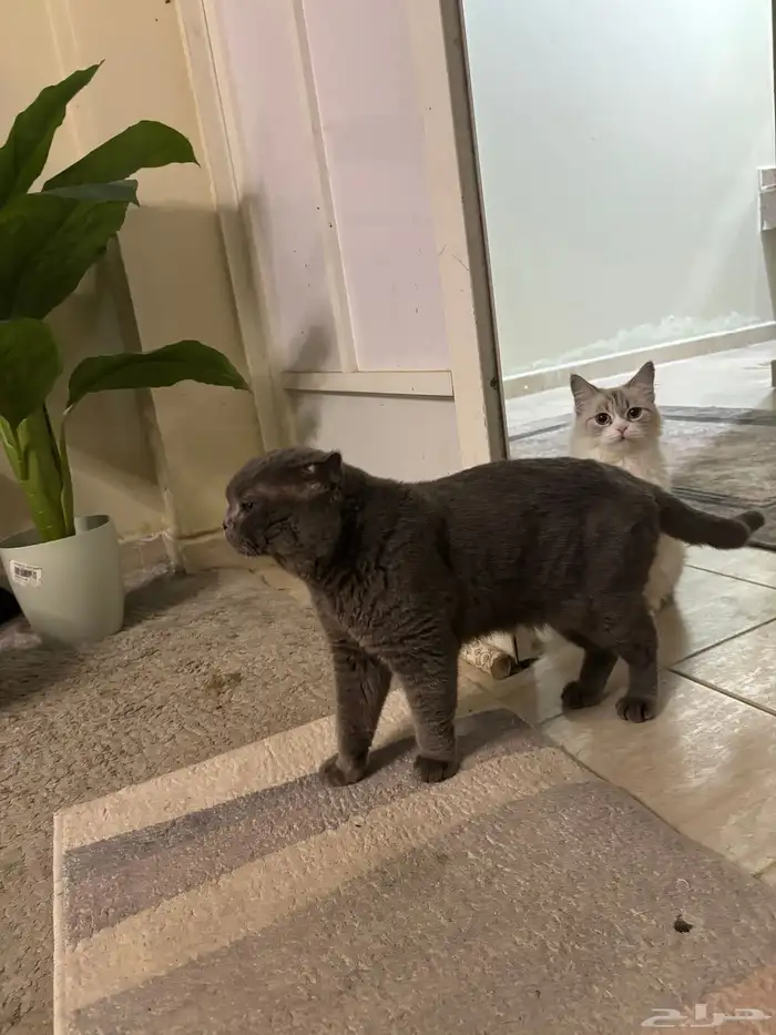 قط  سكوتش للتزاوج 2