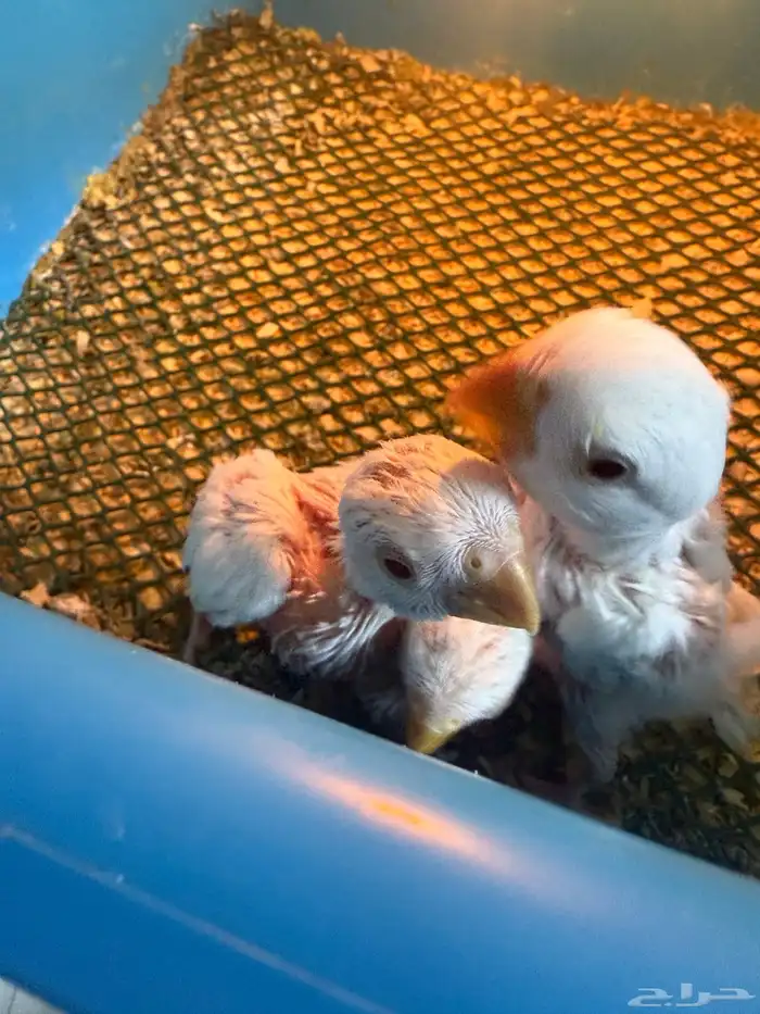 فروخ روز غار 1