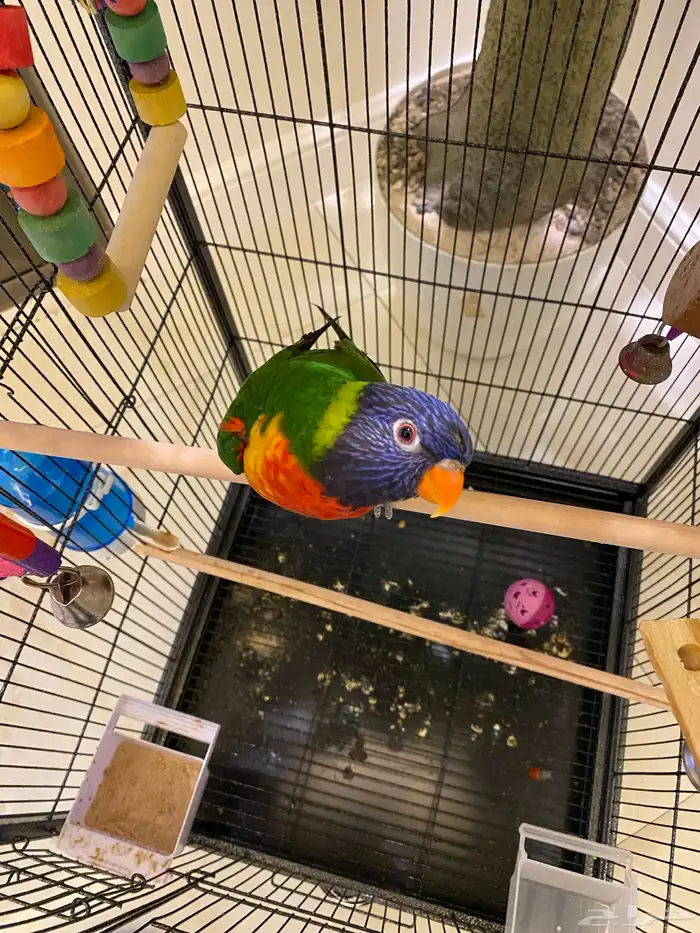 طير لوري جميل للبيع 0