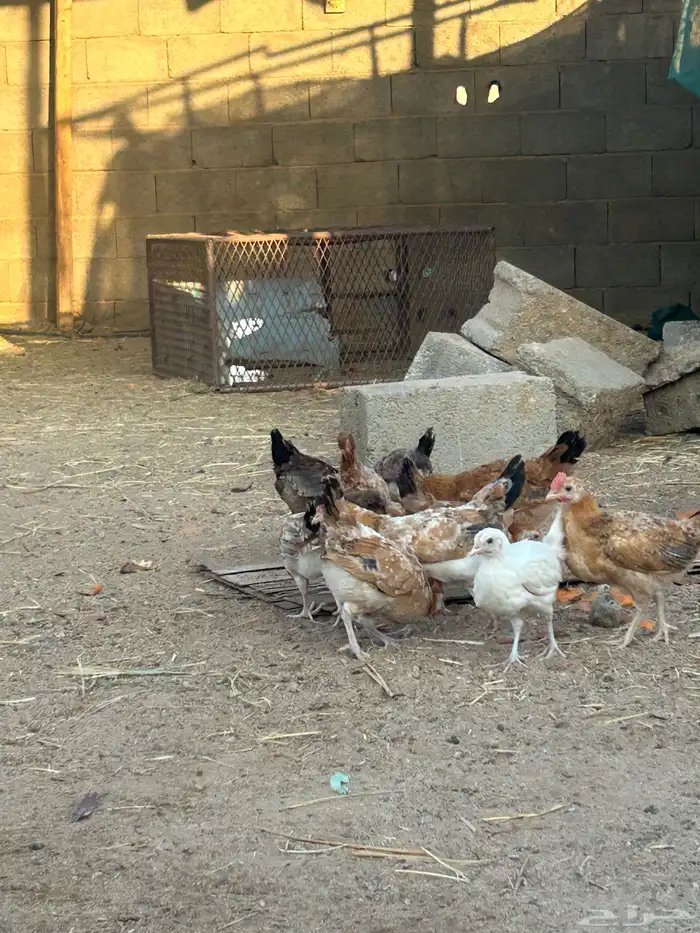 جمد عمر شهرين 1