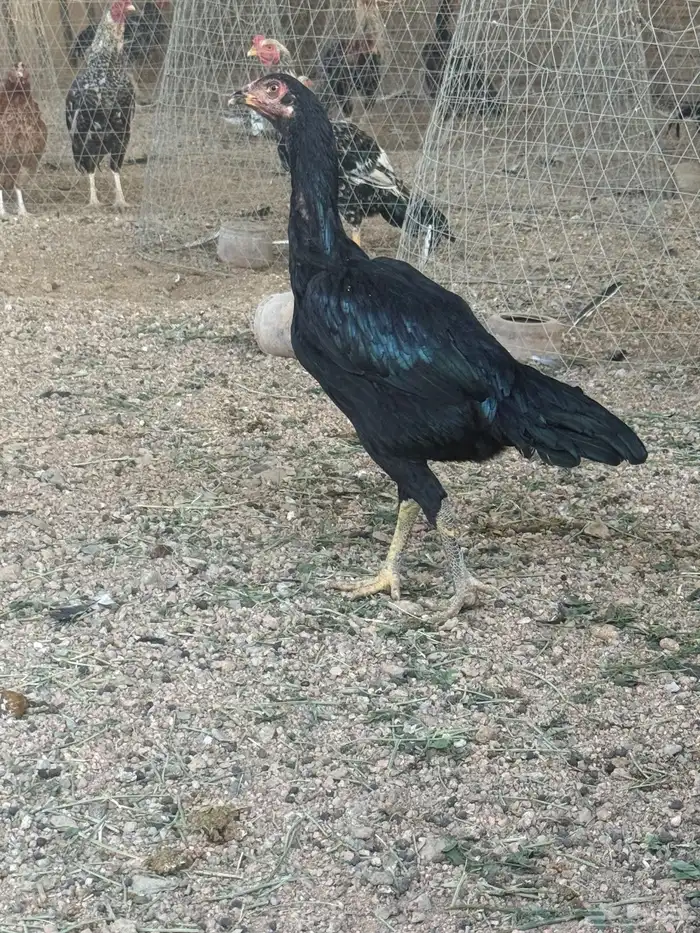 دجاجه سنديه 3