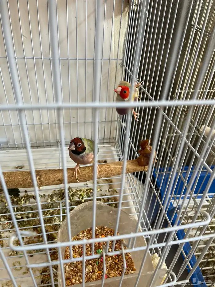 طيور قولدن فينش روز بادجي 2